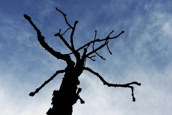 Foto de un árbol muerto listo para talar.