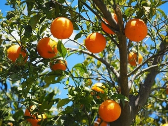 Foto de un palo de naranja lleno de fruta.