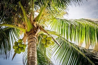 Foto de una palma lleno de coco. Puedes ver el trunco de la palma mirando hacia el tope del árbol. 
