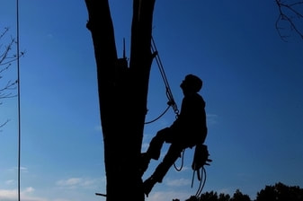 Foto de hombre escalando árbol alto en preparación a podar. 