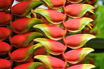 Foto de una flor de plátano ornamental. Puedes  ver dos tallos rojos en una dirección vertical con muchas flores rojas con puntas amarillo. 