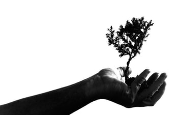 Foto de una mano aguantando un árbol pequeño. 