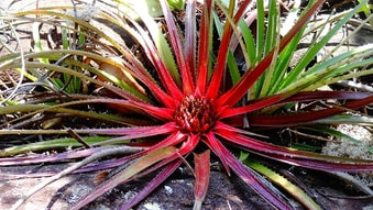 Foto de una flor de brómela grande.  Se ve el centro de la plante rojo brillante a rojo oscuro mas afuera , y verde en las pintas de la hoja.