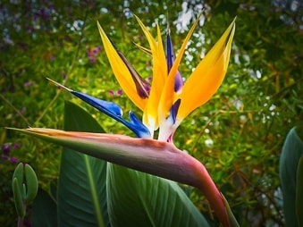Foto de una flor trópica hermosa. La flor creció en forma de un  pájaro blando. Tiene colores amarillo brillante con azul oscuro y violeta. Puedes ver otras plantes en los alrededores.